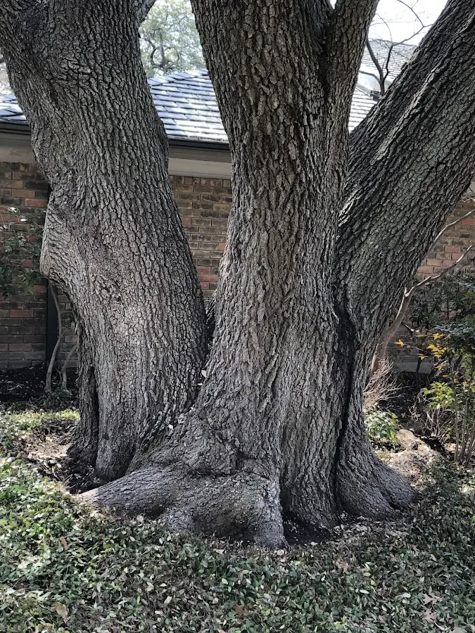 Mature heritage tree close to a Brownsville property cared for by certified arborists